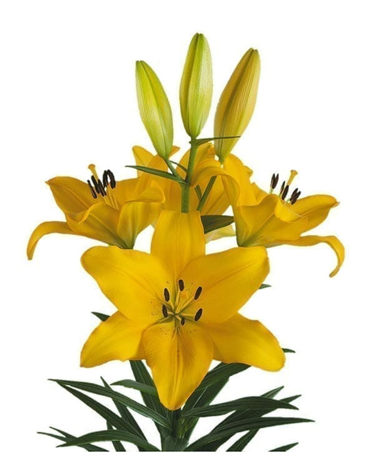 Lilium CH
