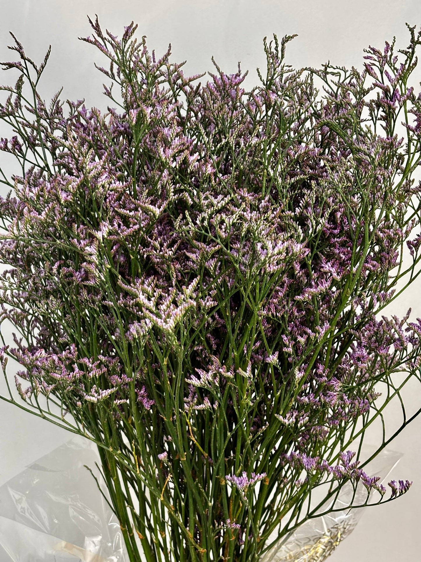Limonium sinensis 'Safora Lilac'