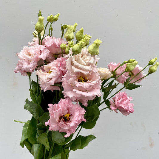 Eustoma CH