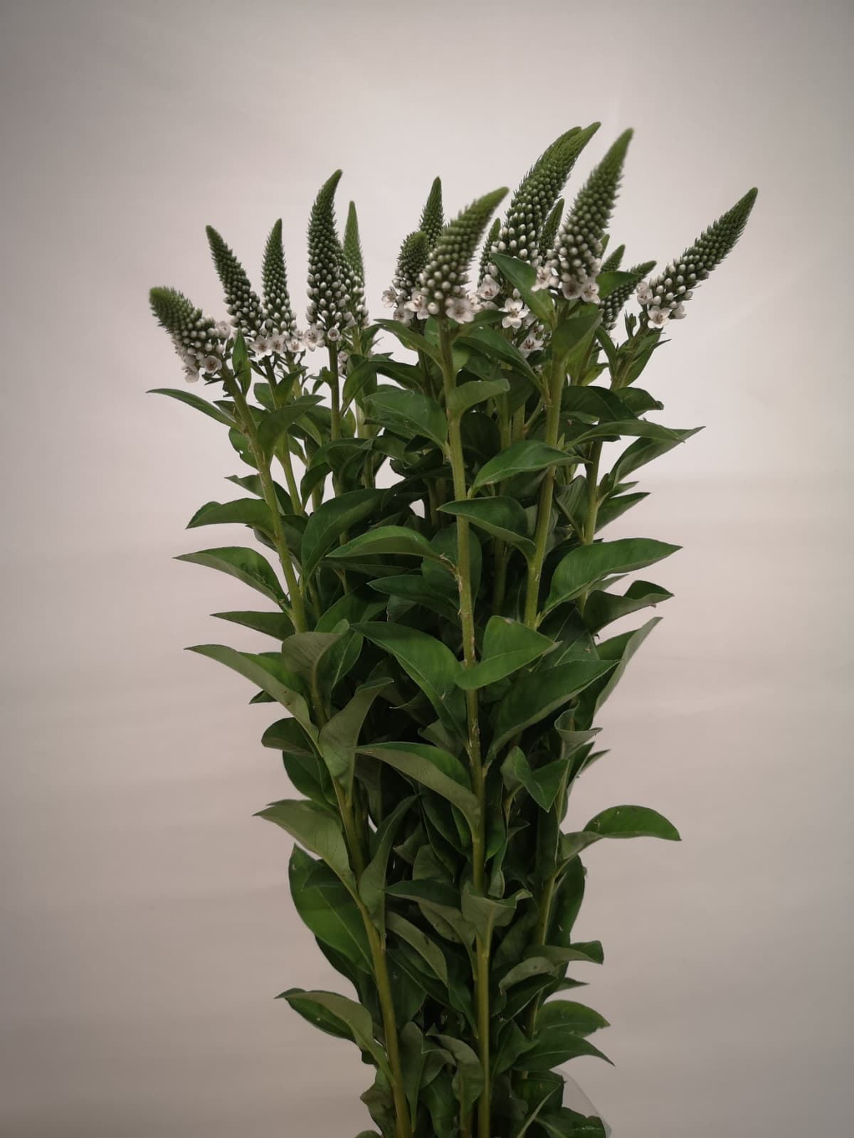 Lysimachia `Xlence` CH