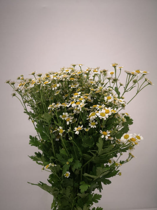 Matricaria CH
