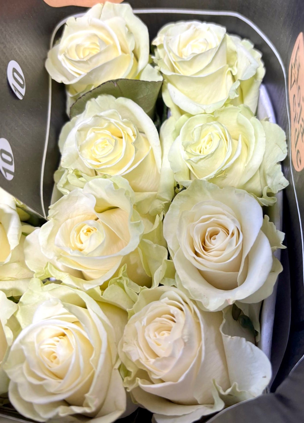 Ecuador Rose 'Mondial'