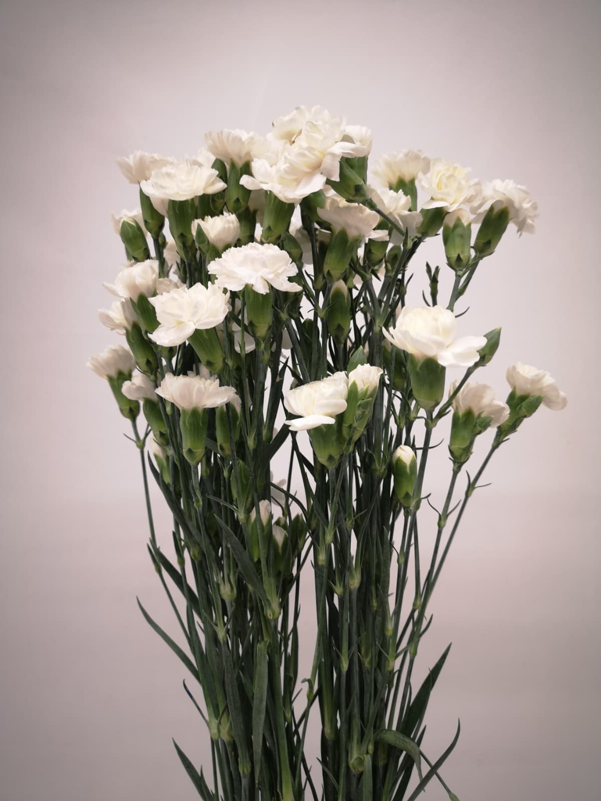 Dianthus verzweigt