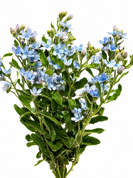 Oxypetalum