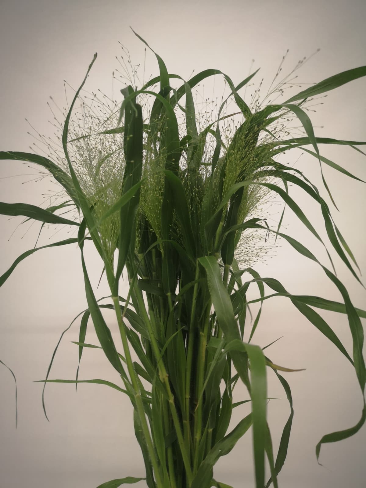 Panicum virgatum `Fontaine` CH