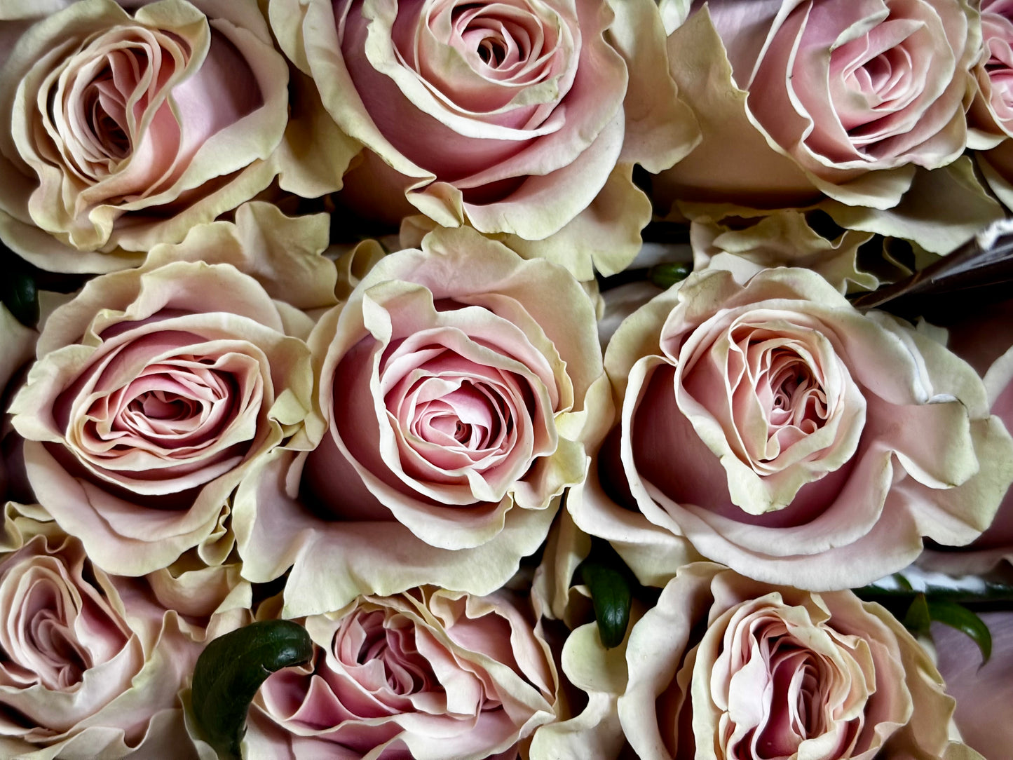 Ecuador Rose 'Pink Mondial'