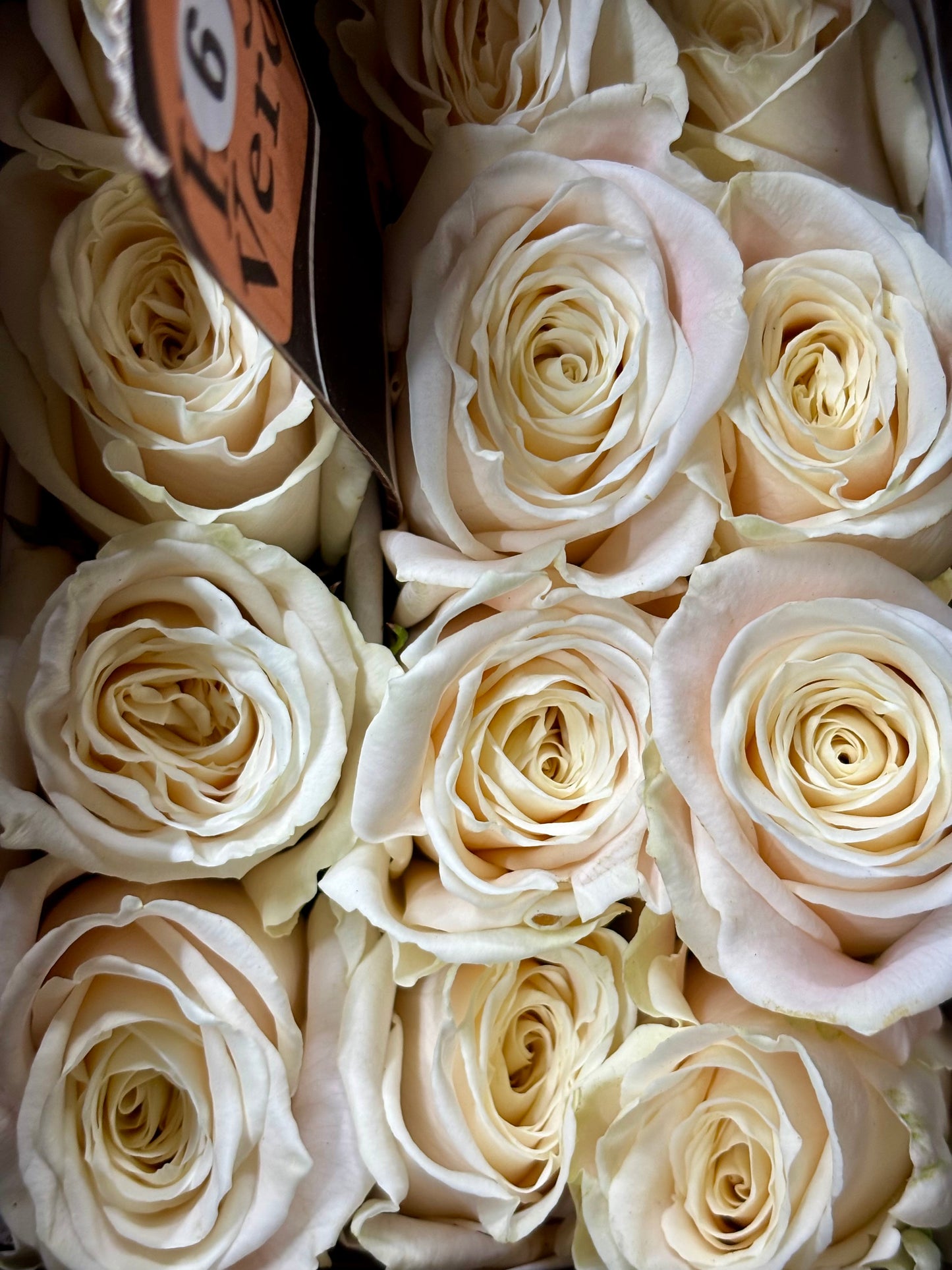 Ecuador Rose 'Playa Blanca'