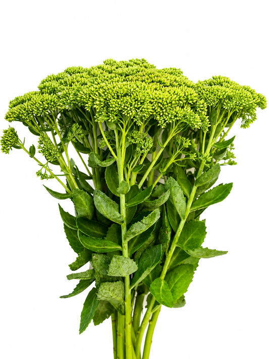 Sedum Herbstfreude CH