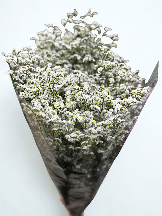Limonium CH