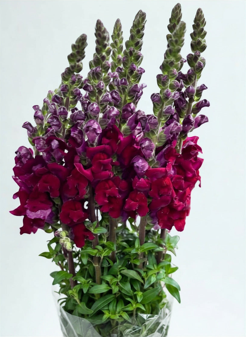 Antirrhinum majus CH