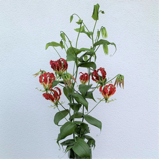 Gloriosa CH