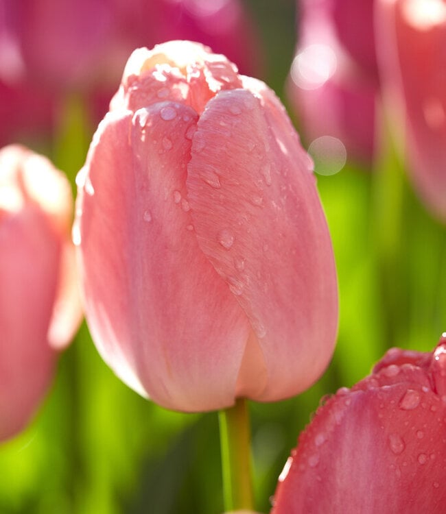 Tulpe