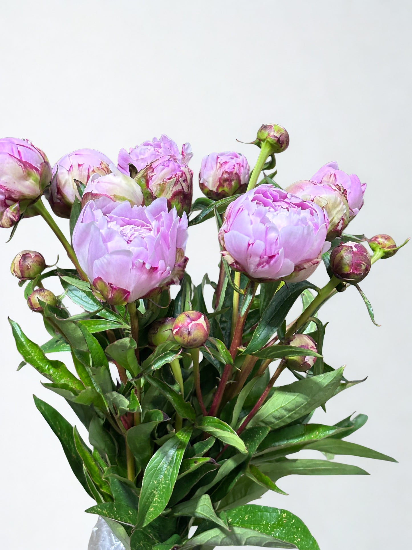 Pfingstrosen rosa