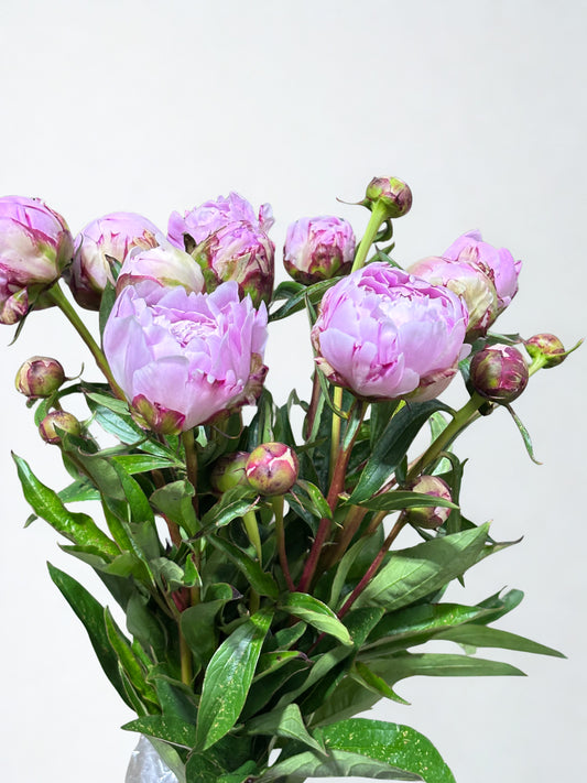 Pfingstrosen rosa