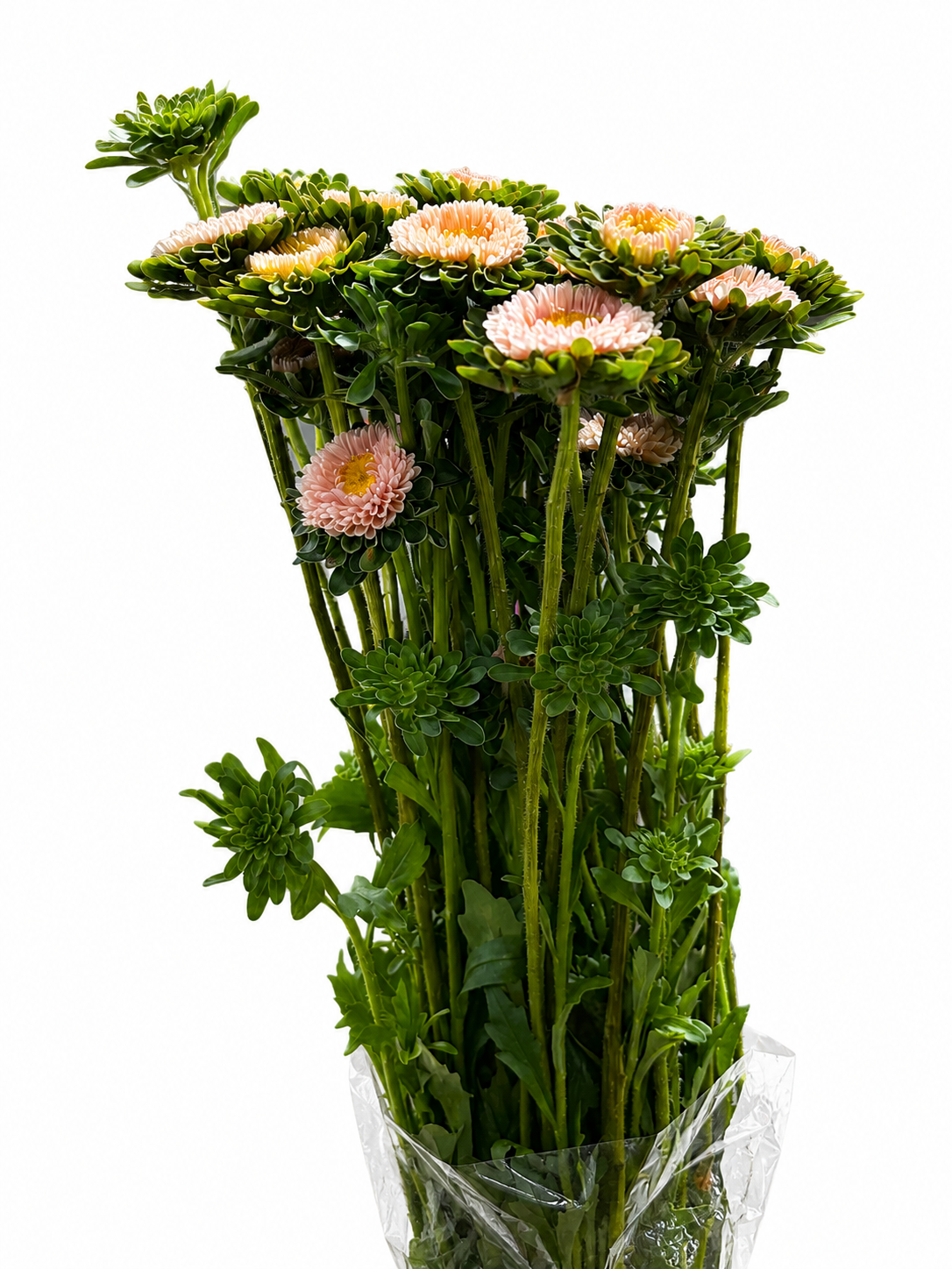 Callistephus chinensis CH