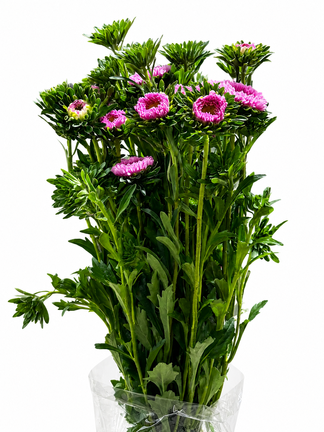 Callistephus chinensis CH