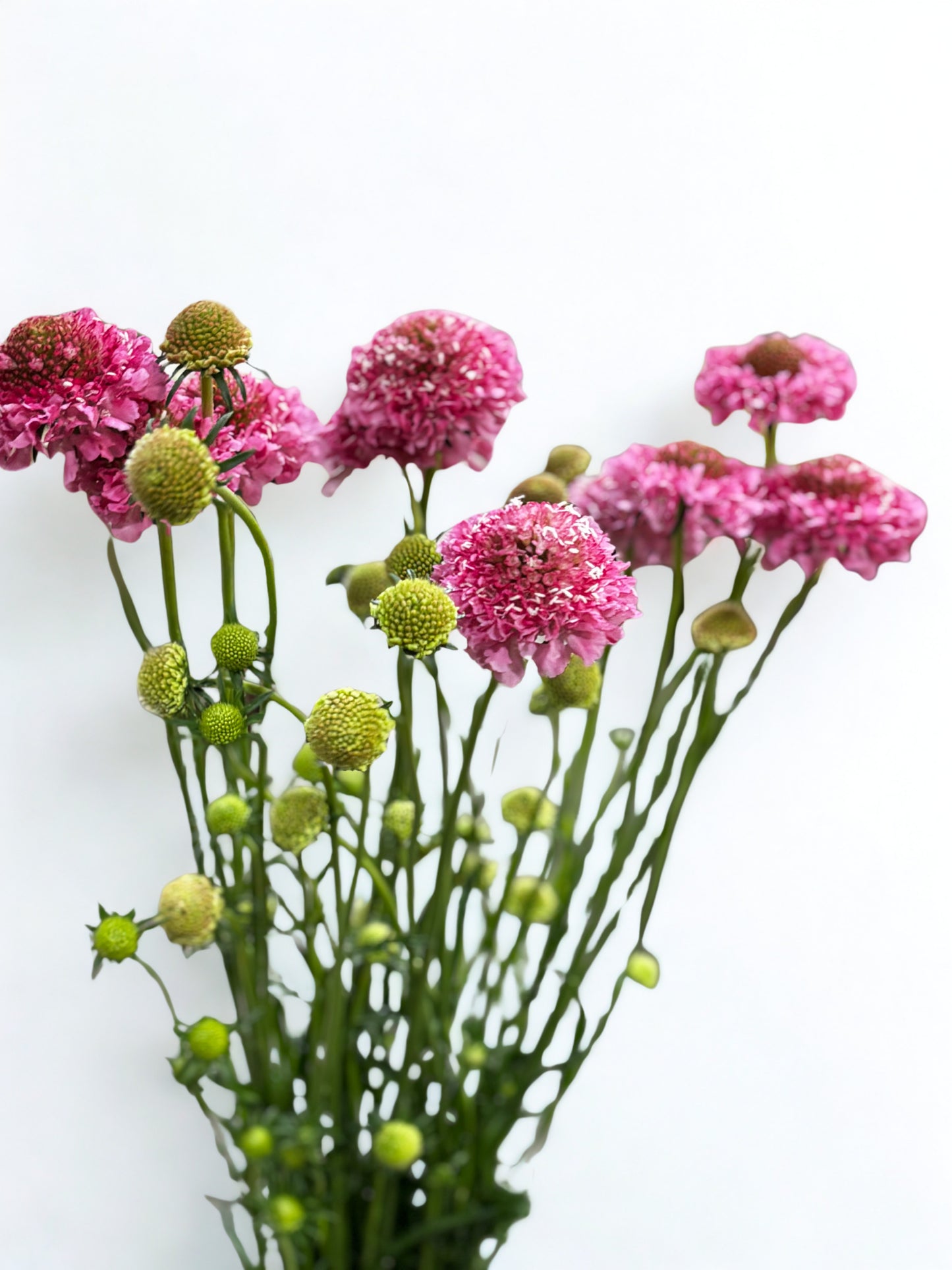 Scabiosa