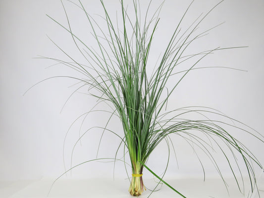 Xerophyllum asphodeloides (Bärengras)