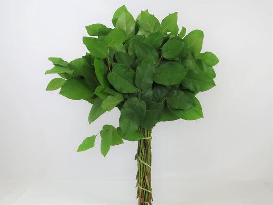 Gaultheria shallon (Salal)
