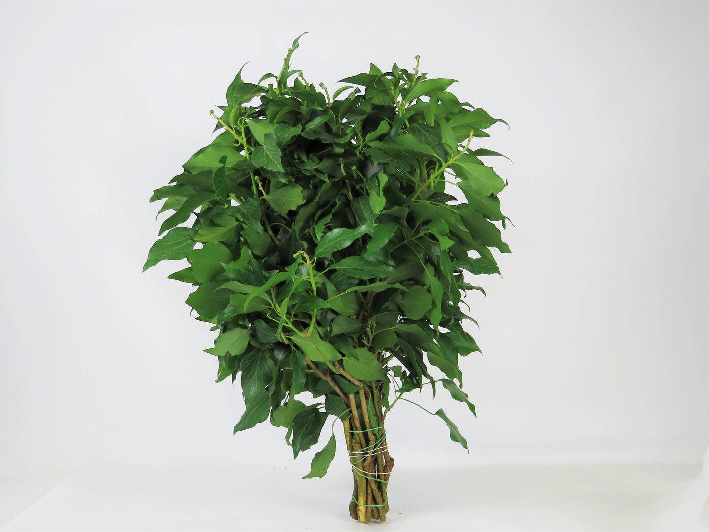Hedera helix (Efeu) 1kg