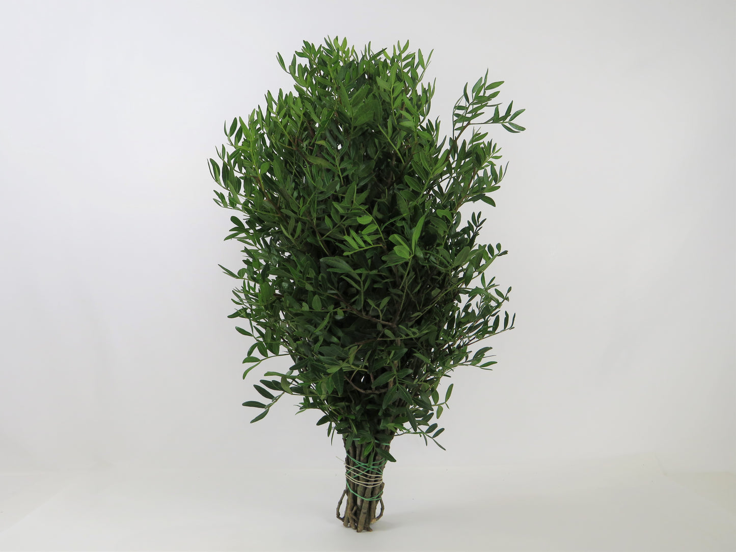 Pistacia lentiscus (Lentisco) 1kg