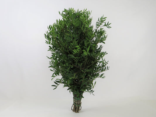Pistacia lentiscus (Lentisco) 1kg