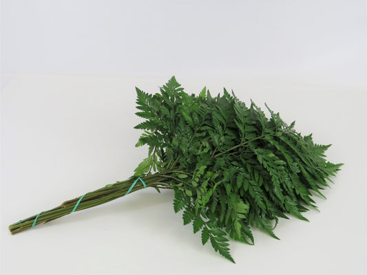 Gymnocarpium dryopteris (Lederfarn)
