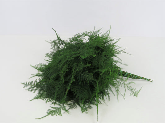 Asparagus setaceus Plumosus