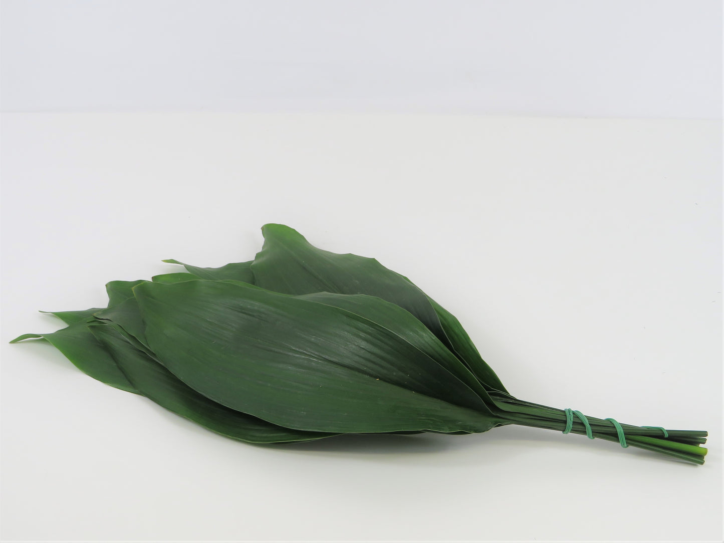 Aspidistra elatior S