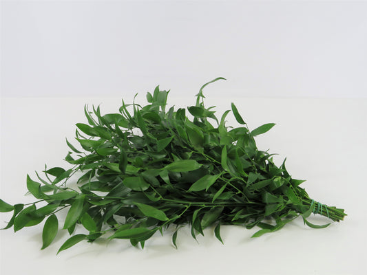 Danaë racemosa (Ruskus) 500g