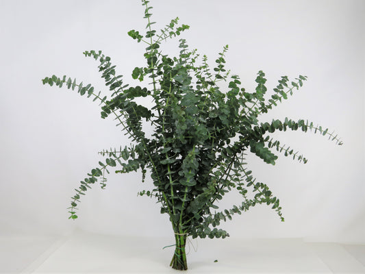 Eukalyptus 'Baby Blue' 500g