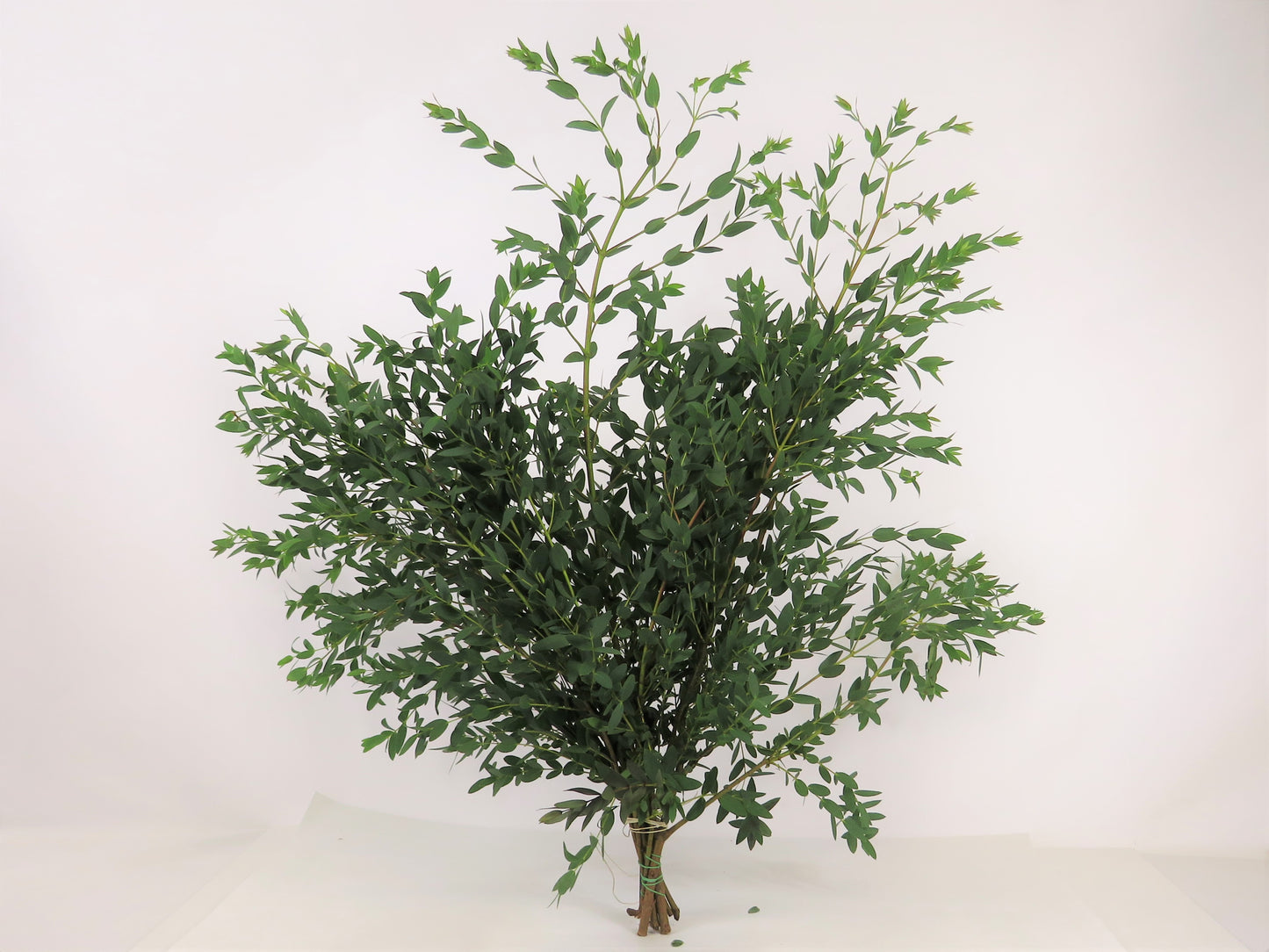 Eukalyptus parvifolia 500g