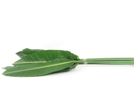 Strelitzia Blätter