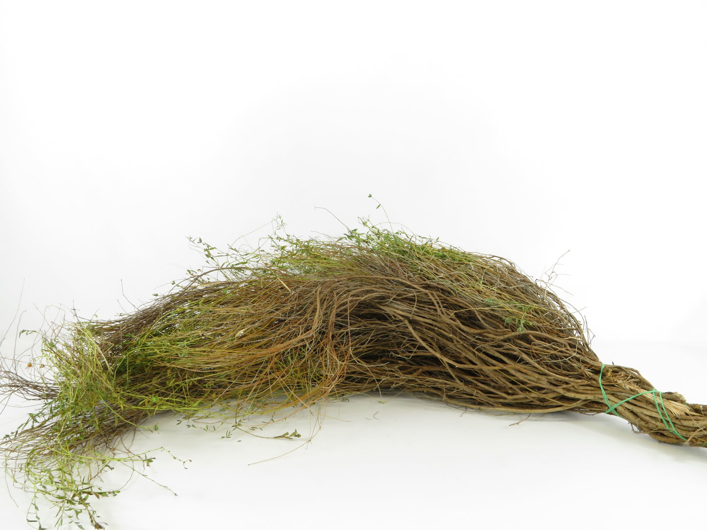 Euphorbia spinosa 1kg