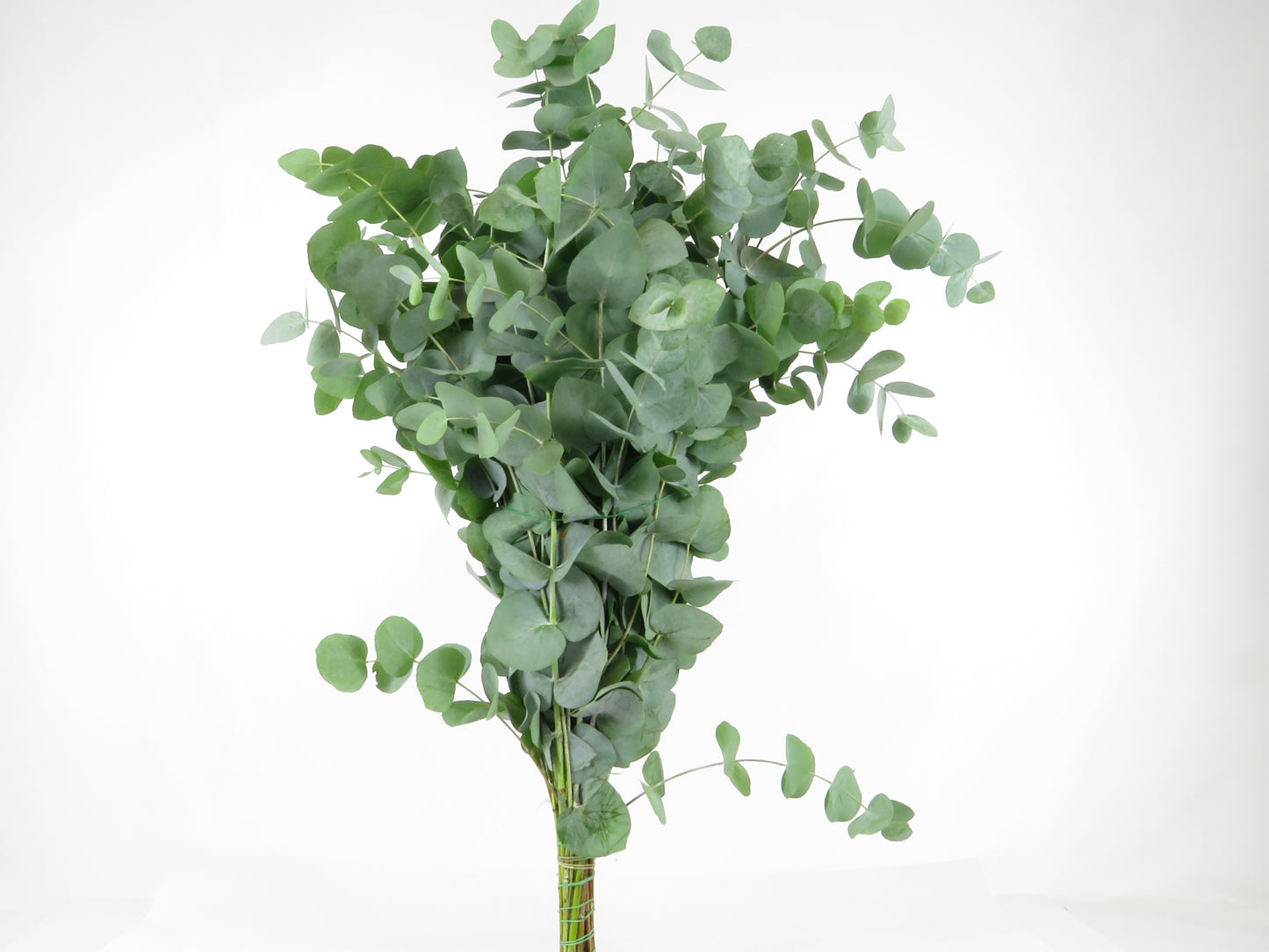 Eukalyptus cinerea 500g