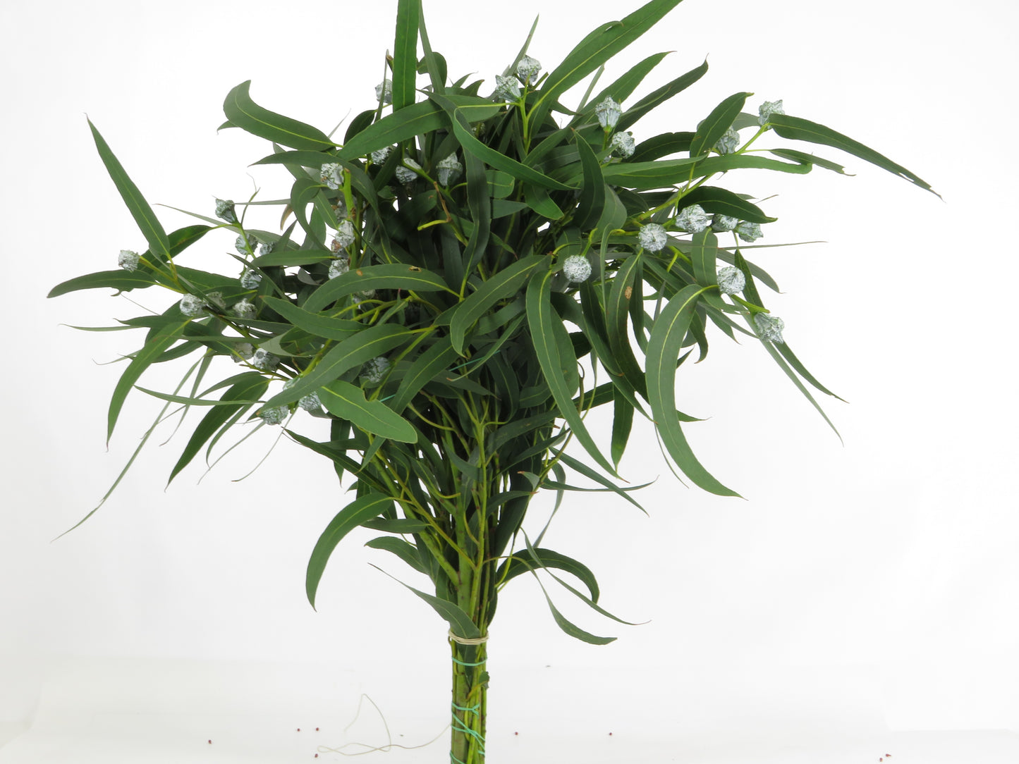 Eukalyptus nicholii 500g