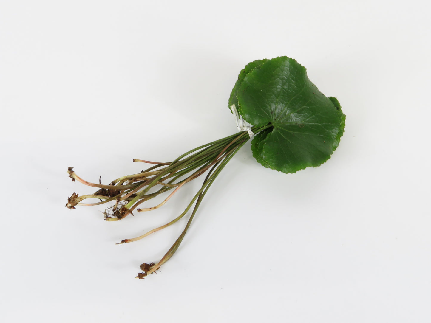 Galax urceolata