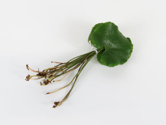 Galax urceolata