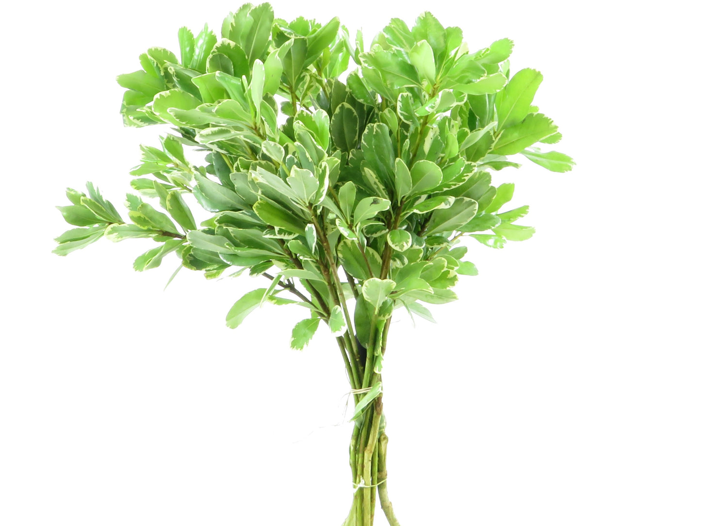 Pittosporum ten. panachiert 250g