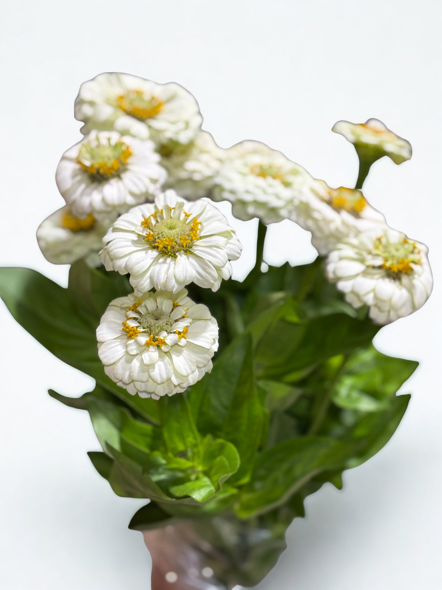 Zinnia CH