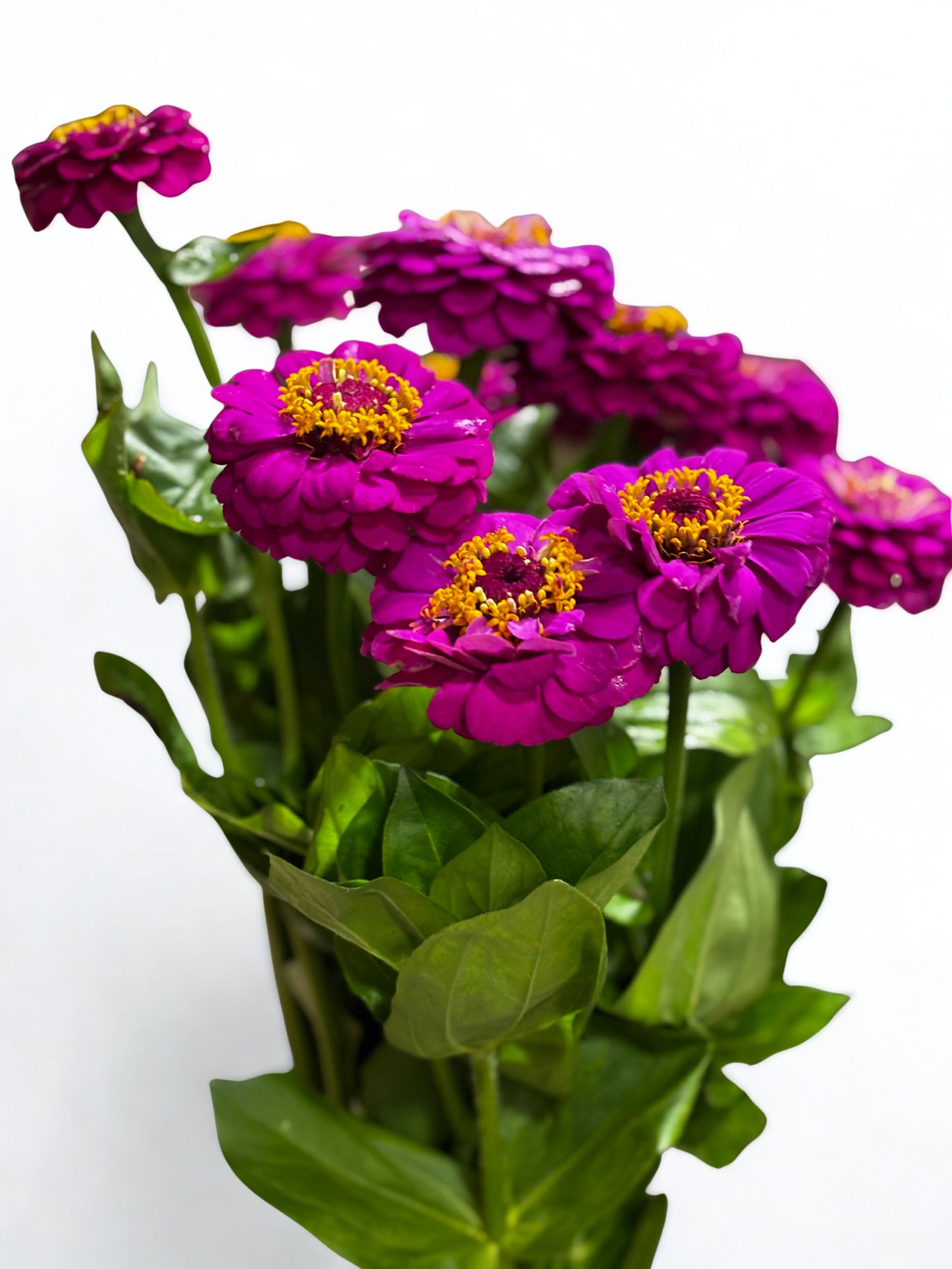 Zinnia CH