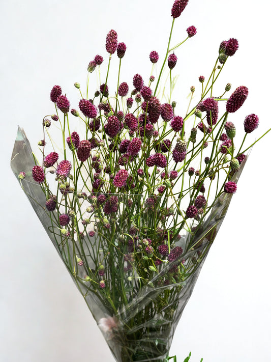 Sanguisorba officinalis CH