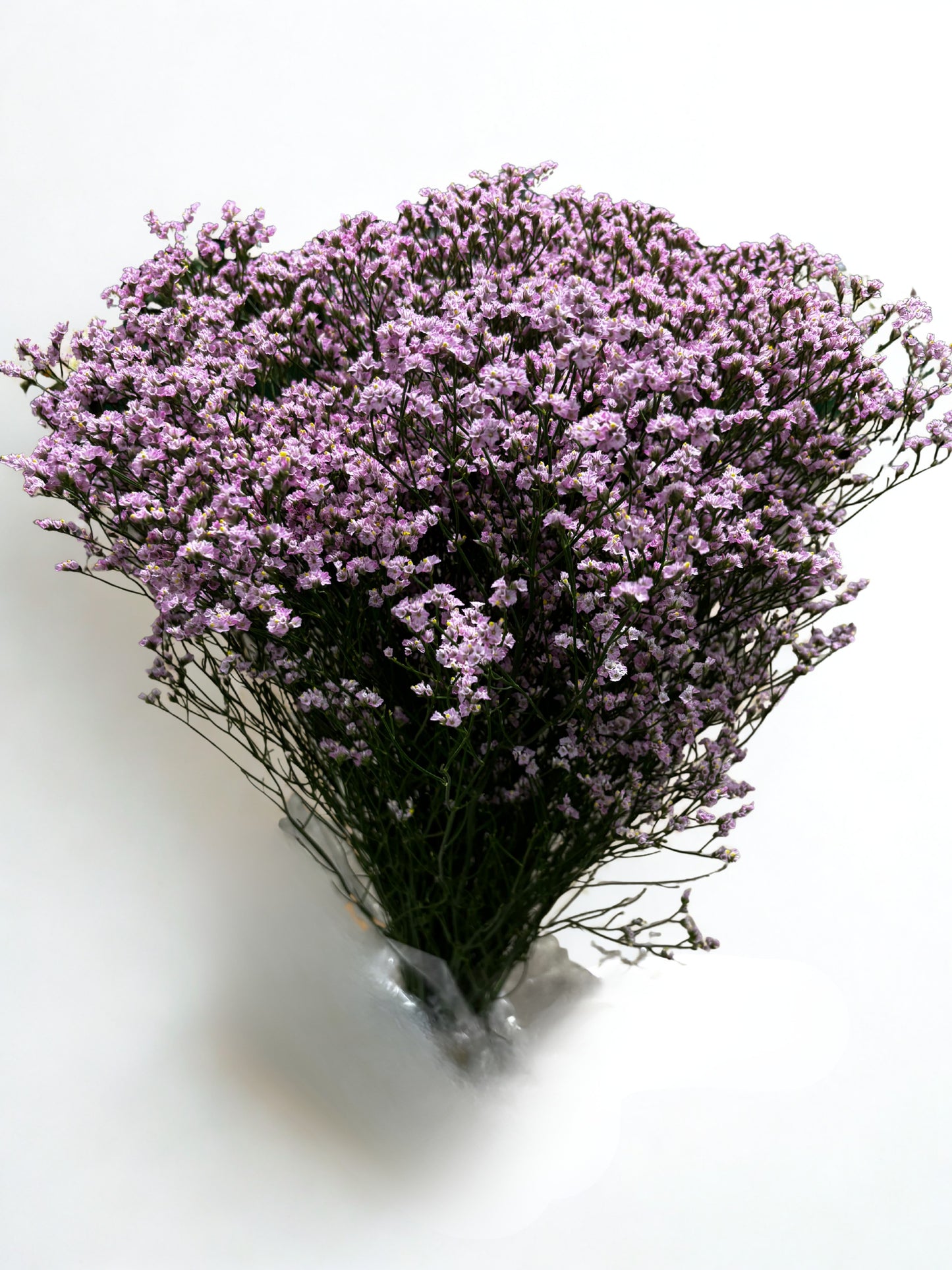 Limonium CH