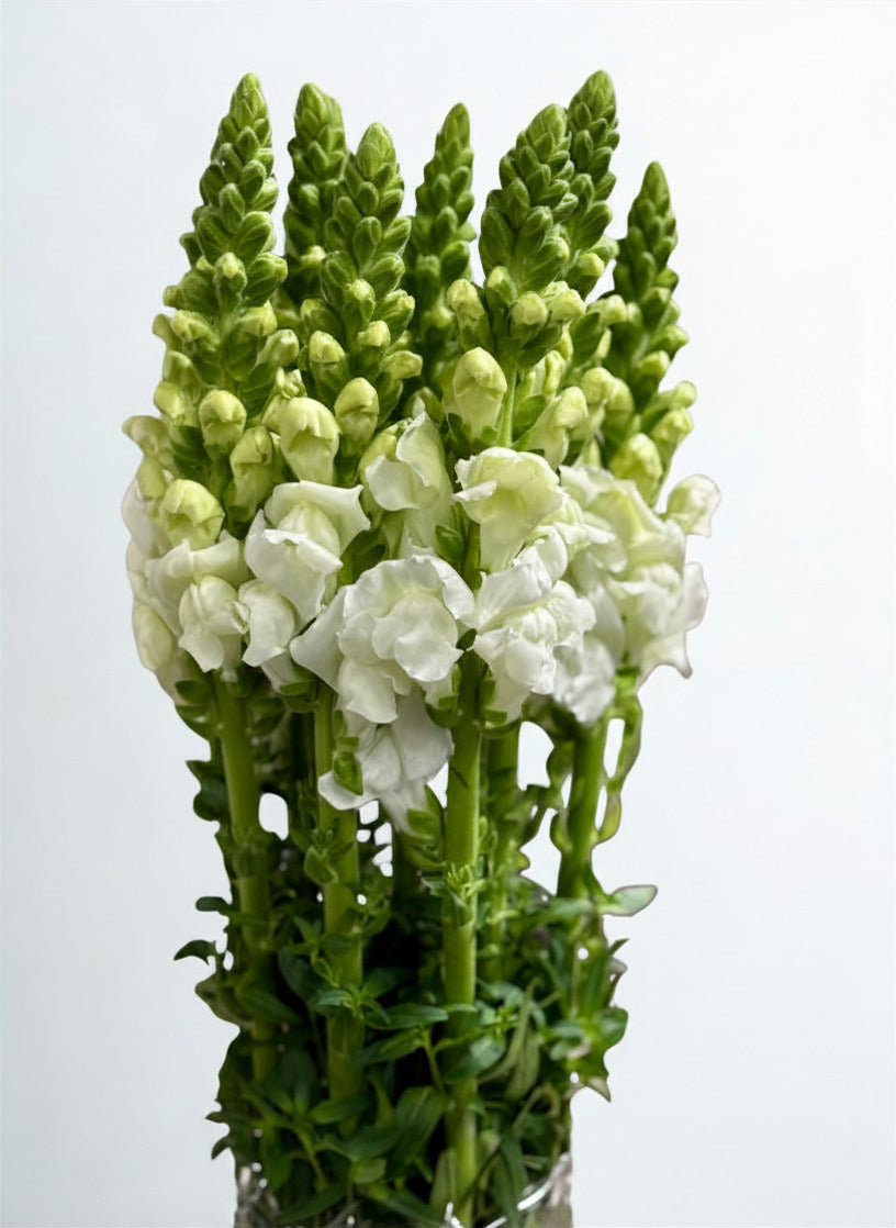 Antirrhinum majus CH