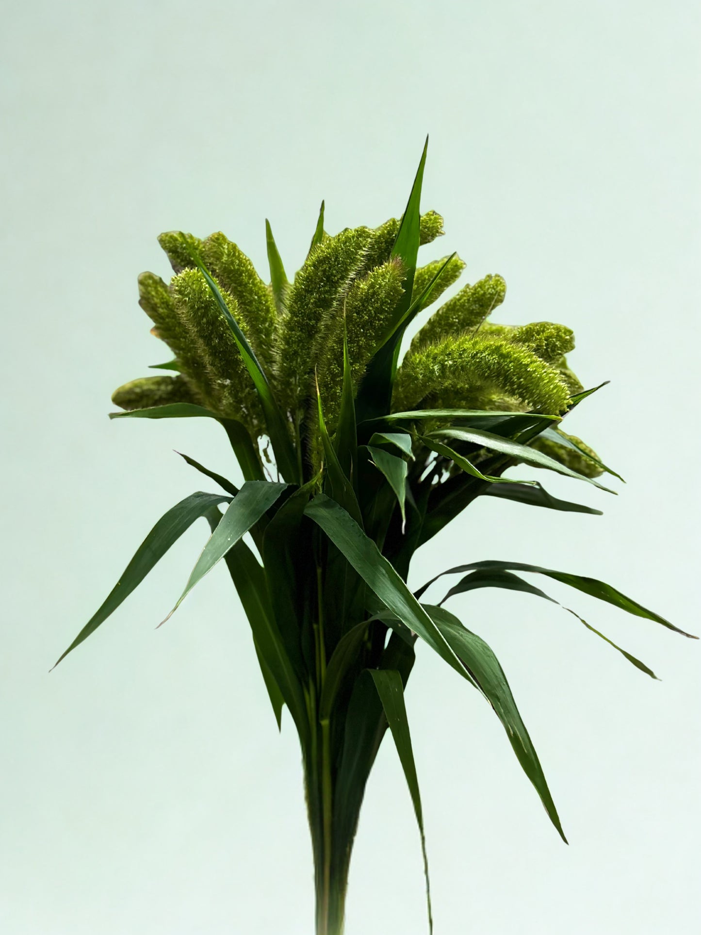 Setaria CH