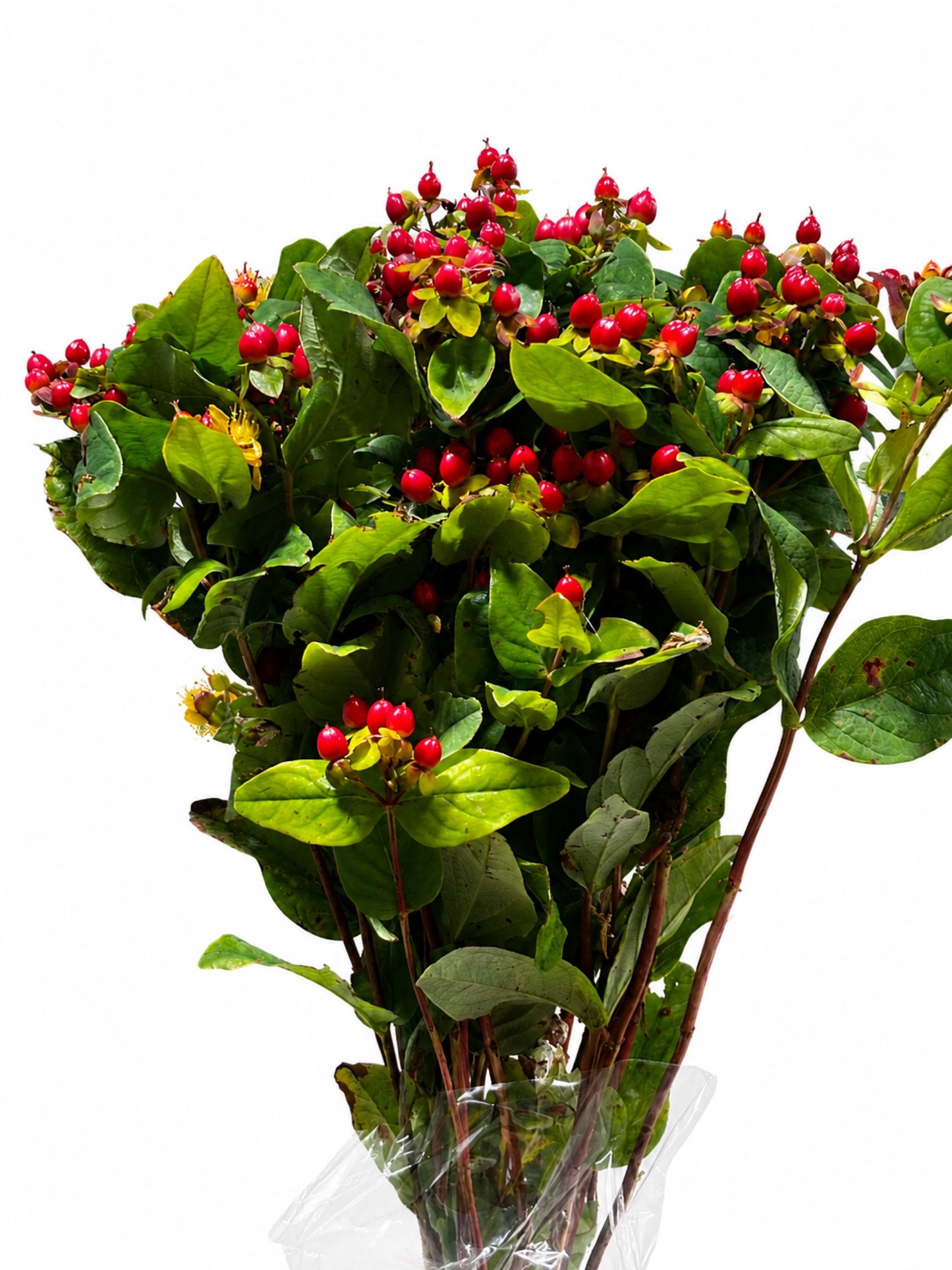 Hypericum CH