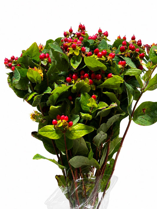 Hypericum CH
