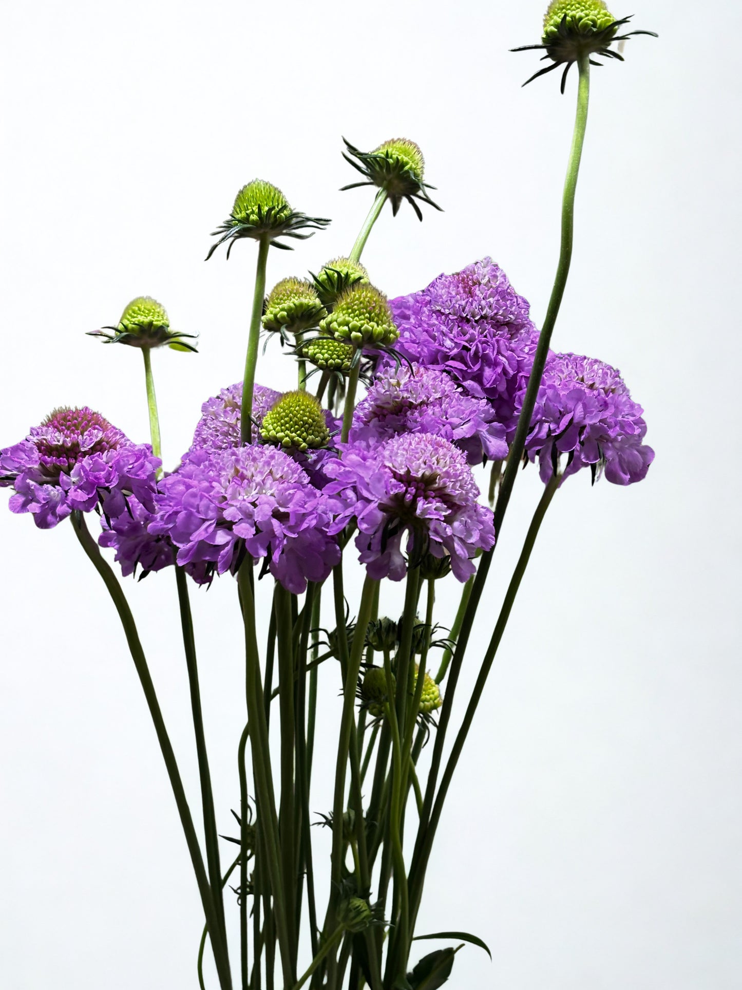 Scabiosa