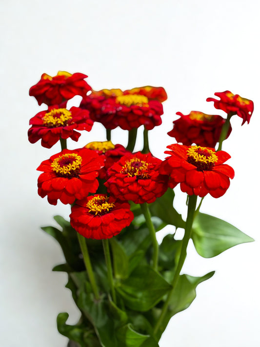 Zinnia CH