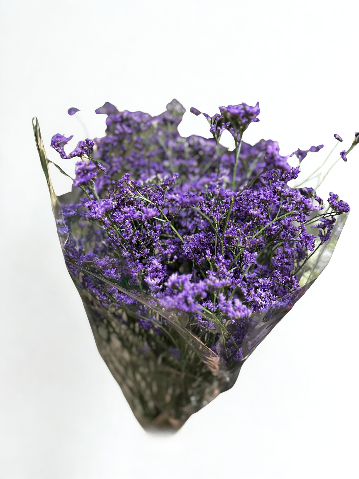 Limonium CH
